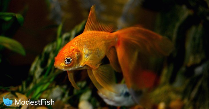 Orange goldfish swimming in planted aquarium
