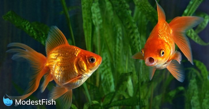 Two gold fish swimming in a tank. Once goldfish is looking for suprised