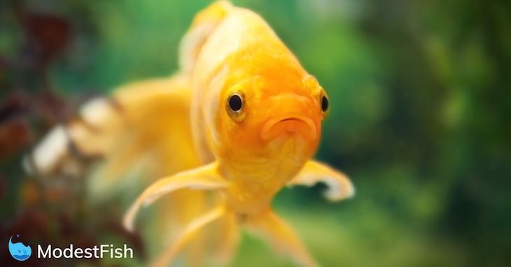 Orange goldfish swimming in planted aquarium