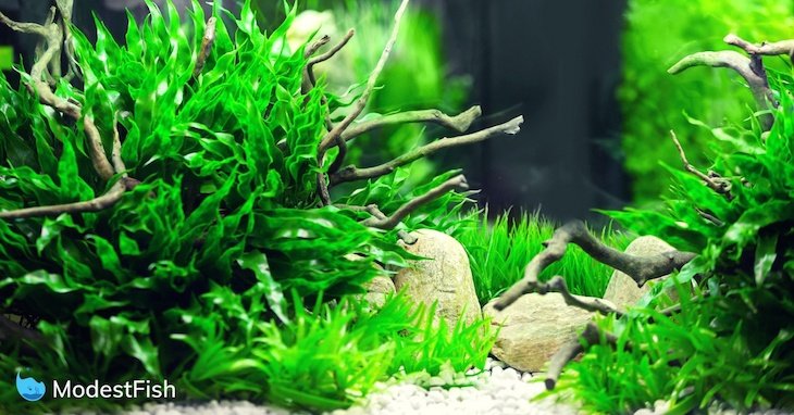 Planted nano aquarium with driftwood and pebbles