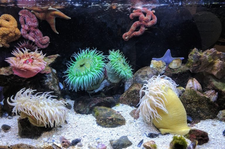 corals in a marine tank
