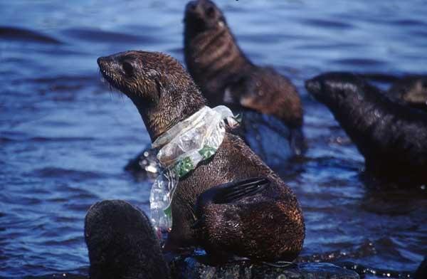 Seal with plastic wrapped around its neck