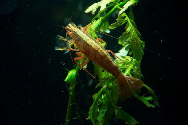 Bamboo shrimp resting on a green leaf in a freshwater tank