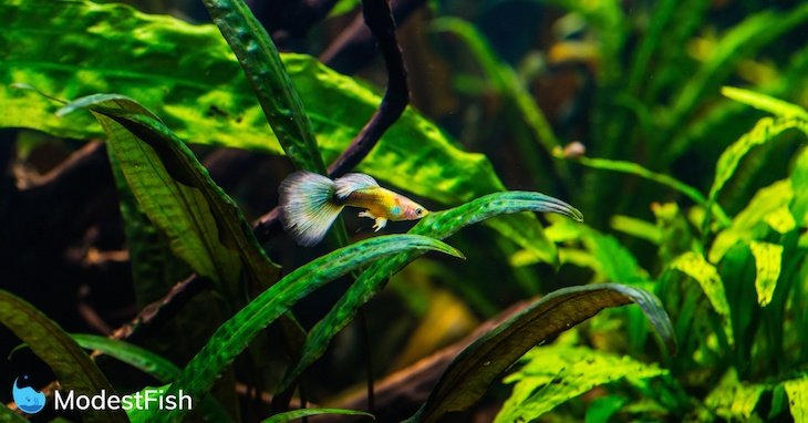 18 Best Algae Eaters for a Balanced Aquarium (Freshwater)