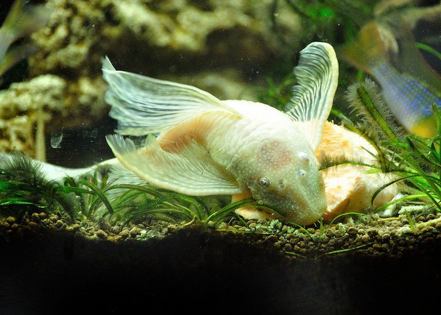 18 Best Algae Eaters for a Balanced Aquarium (Freshwater)