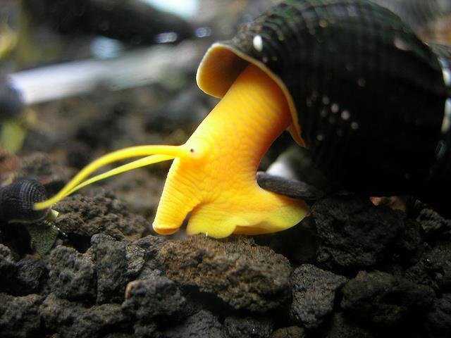Golden rabbit snail feeding on the bottom of a freshwater aquarium