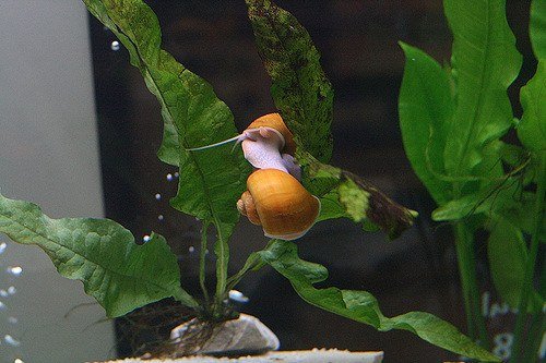 Mystery apple snail with golden shell resting on leaf in freshwater fish tank