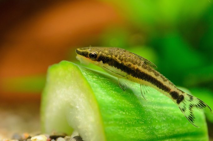 Otocinclus catfish resting on a cucumber in a freshwater aquarium