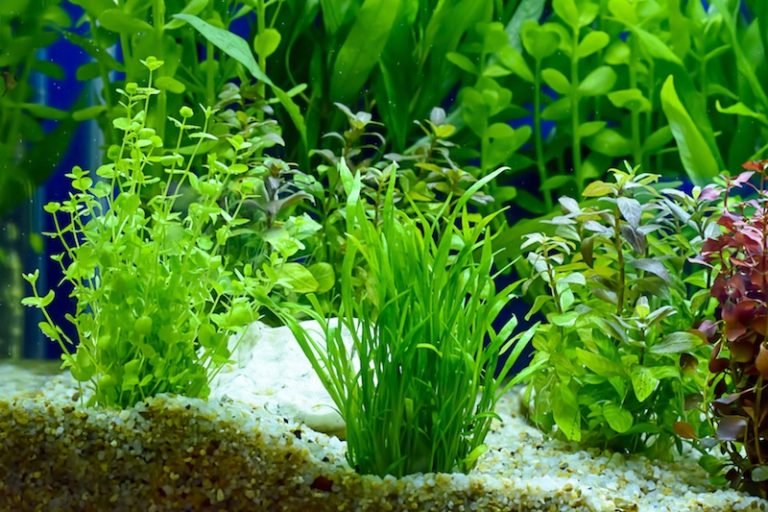 foregrund freshwater aquarium plant rooted in gravel