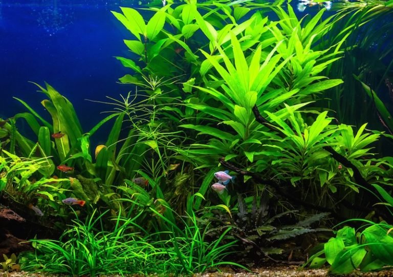 lots of bright green freshwater plants in an aquarium