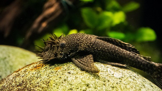 Bistlenose Pleco relaxing on a rock in planted aquarium
