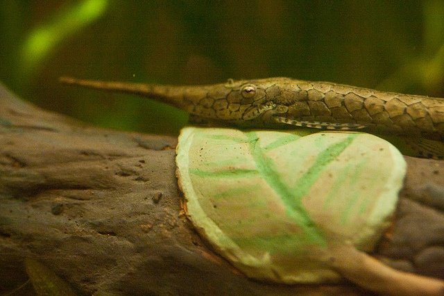 Close up of a Whiptail catfish resting on a log in a freshwater aquarium