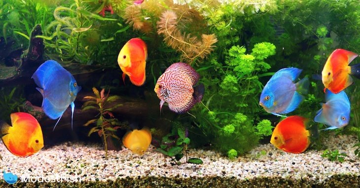 Discus (Symphysodon), multi-colored cichlids in the aquarium, native to the Amazon River basin