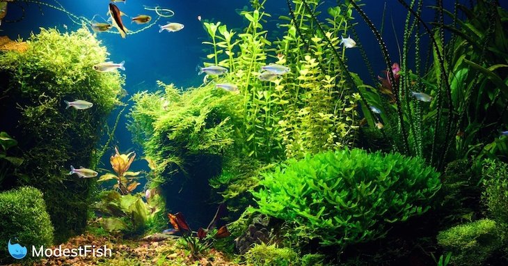 night view of a planted tropical freshwater aquarium