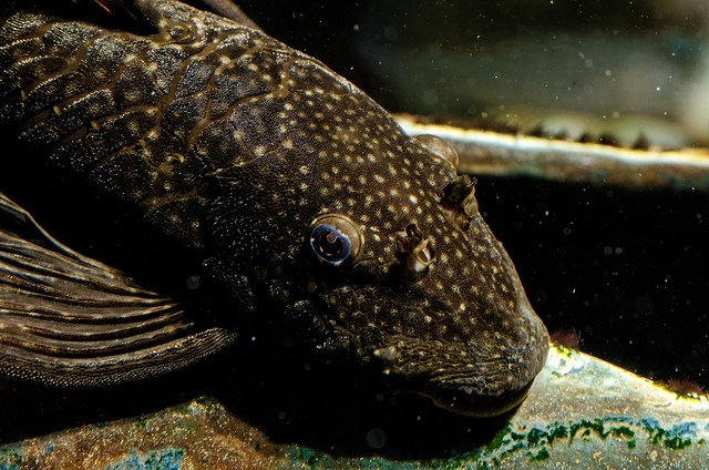 Bristlenose Pleco (Ancistrus Sp.)