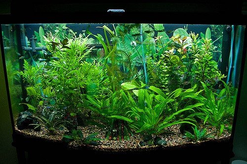 Planted bistlenose pleco aquarium