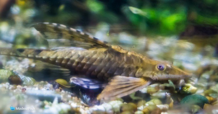 Twig catfish on bottom of freshwater aquarium