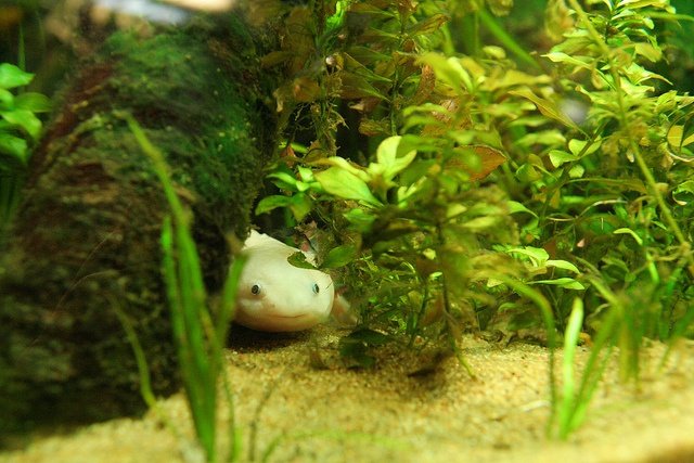Axolotl hiding