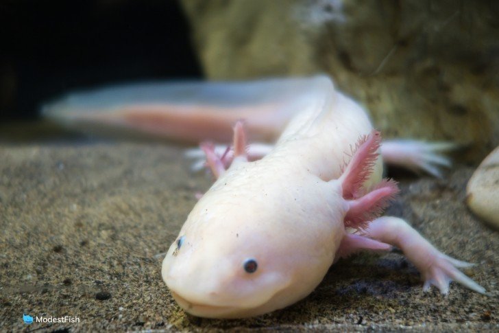 Close up of axolotl's face in aquarium