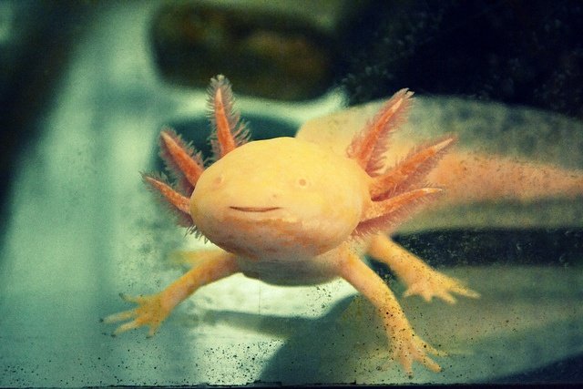 Orange axolotl smiling in aquarium