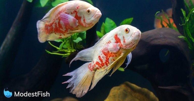 Two white and red oscar fish in aquarium swimming