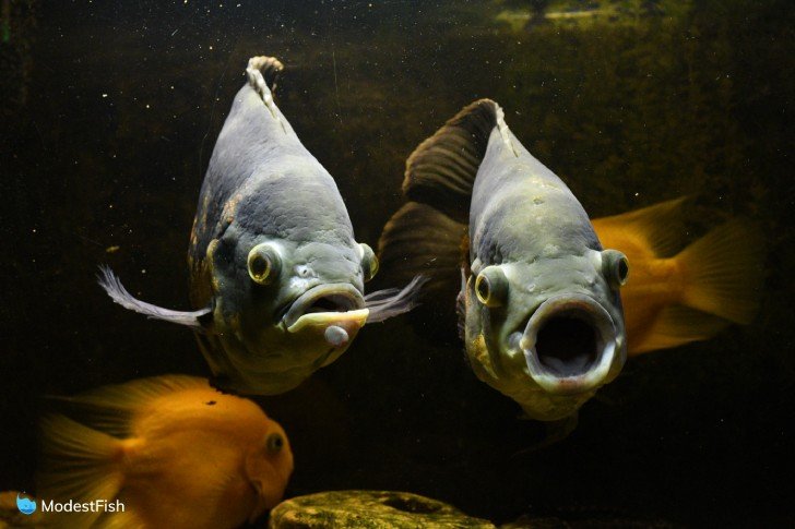 Two oscar fish