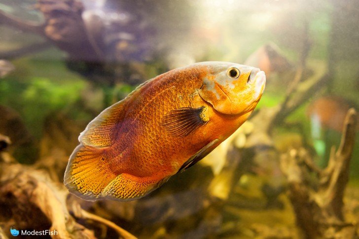 Oscar fish (Astronotus ocellatus), closeup shot swimming in aquarium