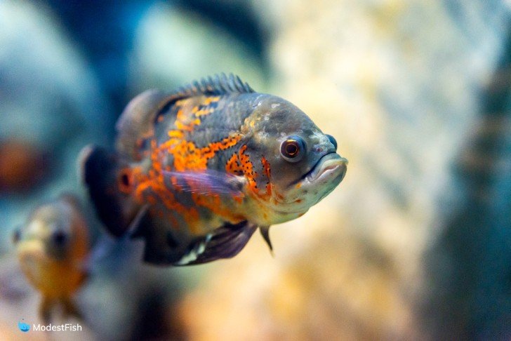 Tiger oscar fish