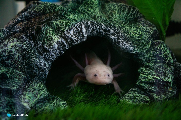 Axolotl hiding in aquarium cave