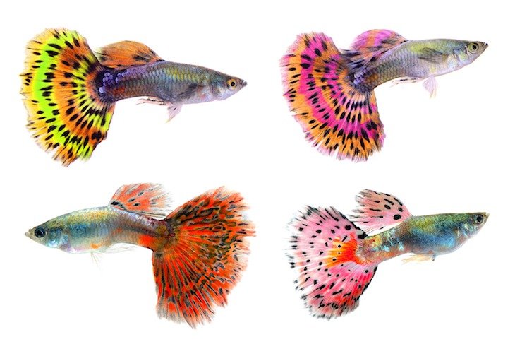 Different types of guppies with different patterns and colors