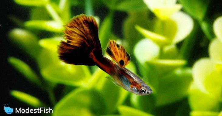 Multi-colored guppy fish swimming in planted tank