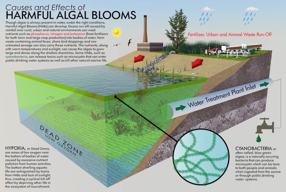 Infographic showing how run-offs can cause harmful algae bloom