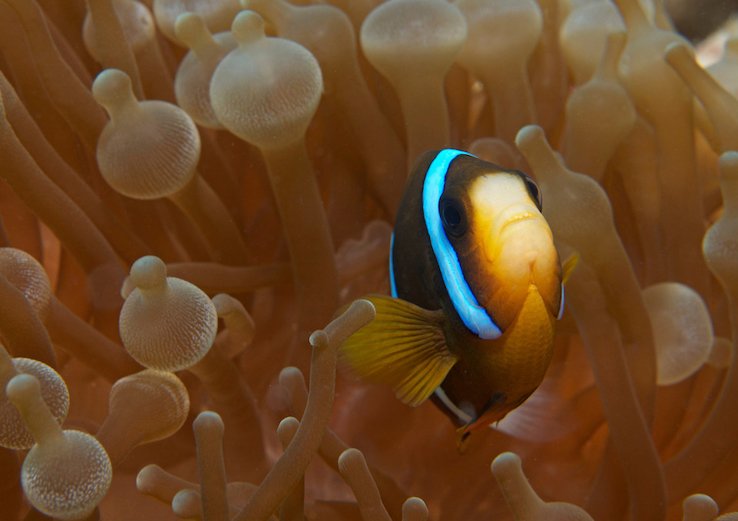 Clown fish in its home of healthy coral