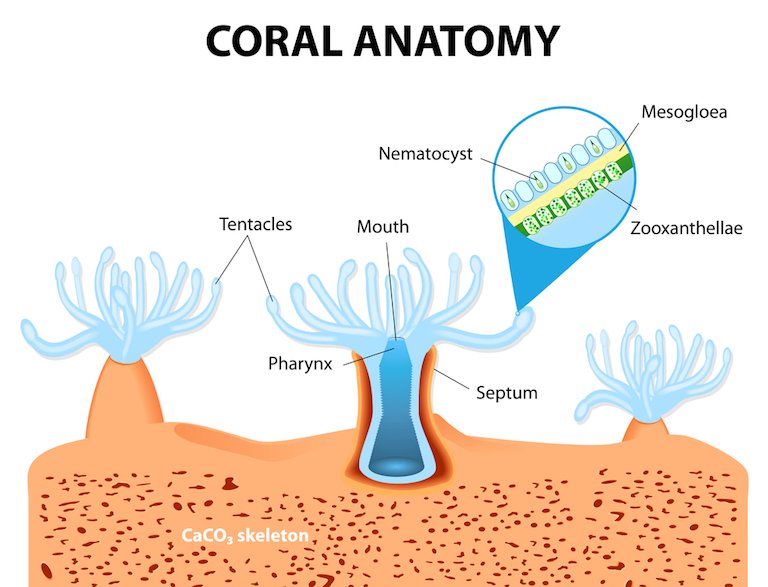 The anatomy of coral