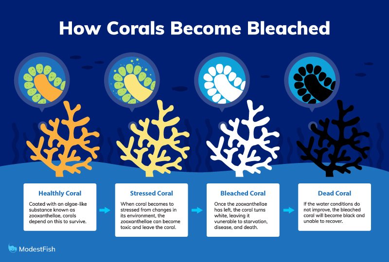 The process of coral becoming bleached