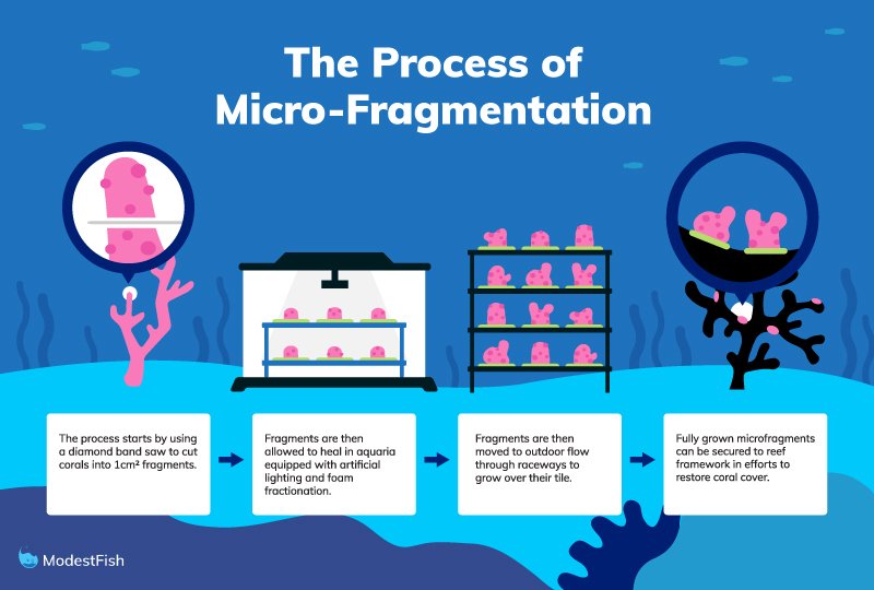 graphic showing the process of micro-fragmentation of corals