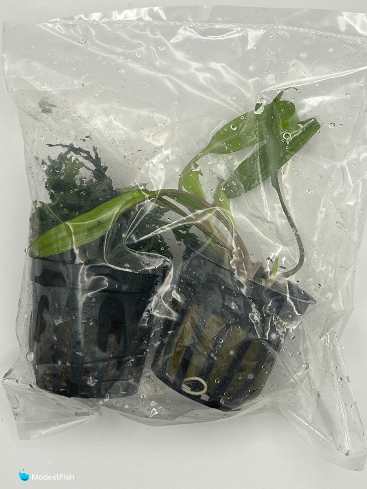 African water fern in packaging