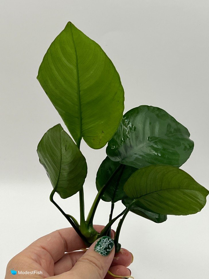 Anubias bateri being held close up and on white background