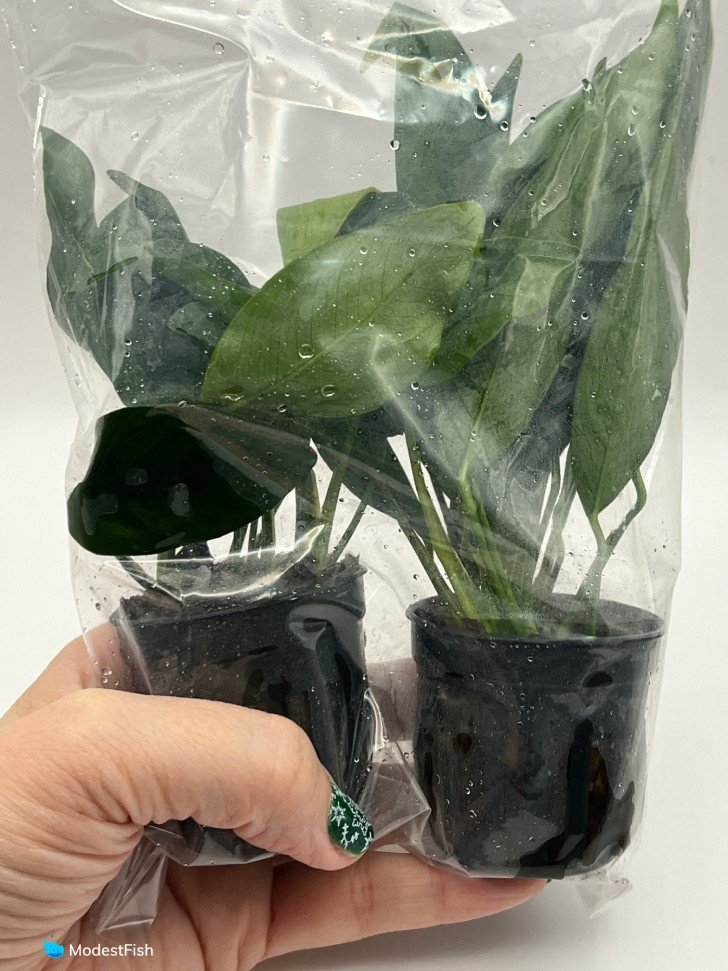 Anubias congensis packaged on white background