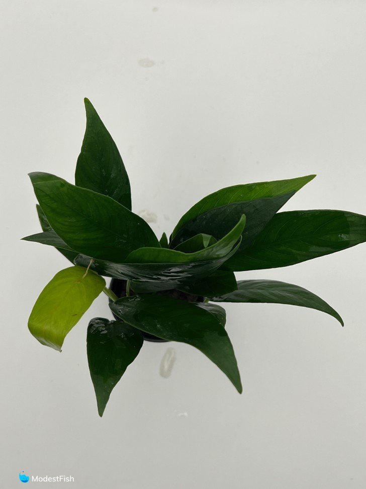 Anubias congensis high angle shot of leaves on white background