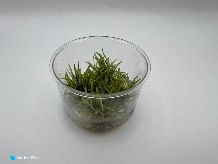 Cryptocoryne wendtii on white background in container