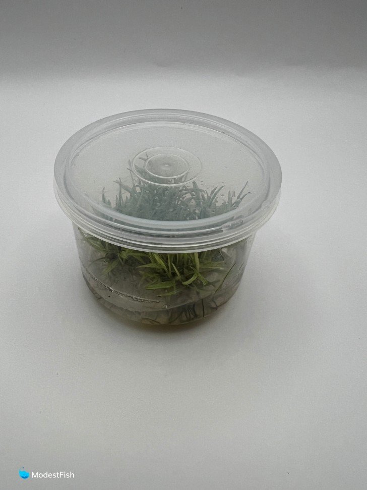Cryptocoryne wendtii in packaging on white background