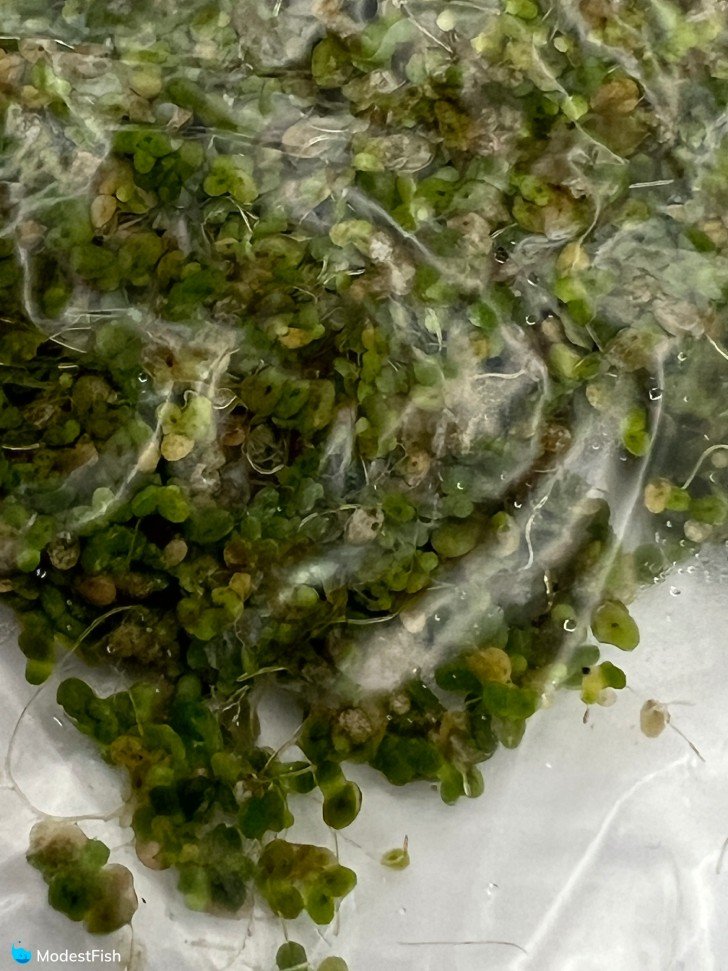 Duckweed packaging close up