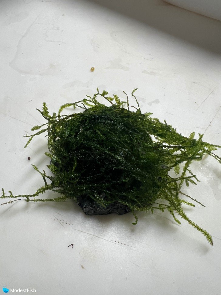 Java moss glued to rock
