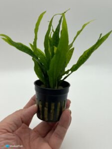 Java Fern (Microsorum Pteropus) Care In Aquariums