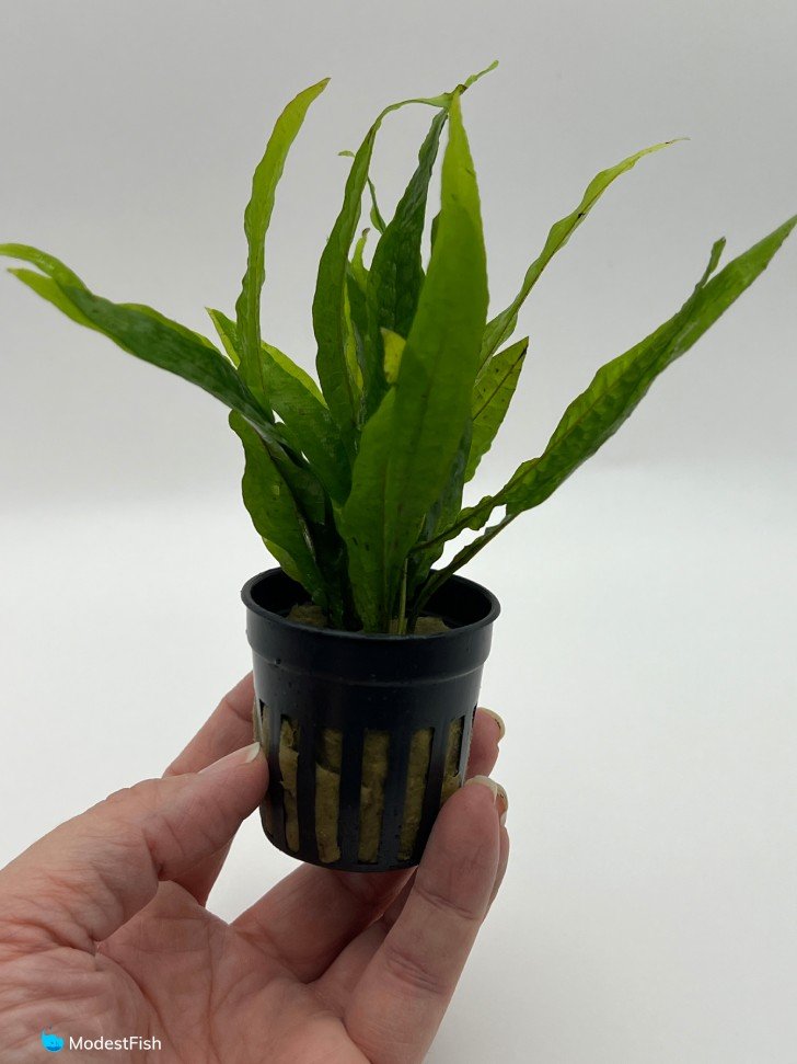 Kate holding potted java fern on white background