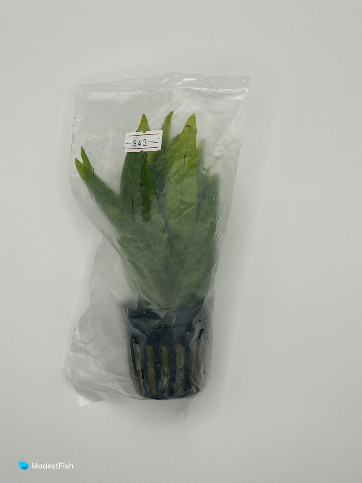Java fern in packaging