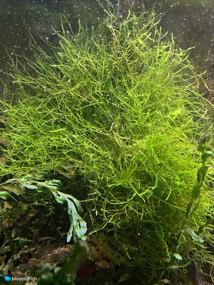 Large amount of java moss
