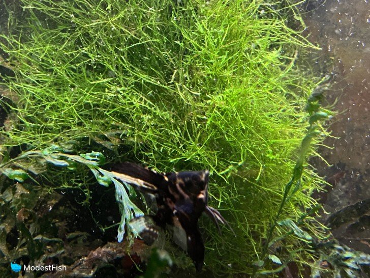 Java moss in angelfish tank