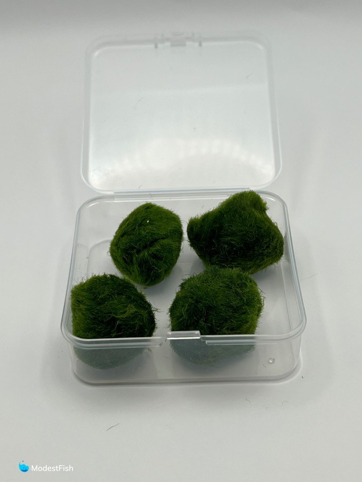 Marimo moss balls inside opened plastic container
